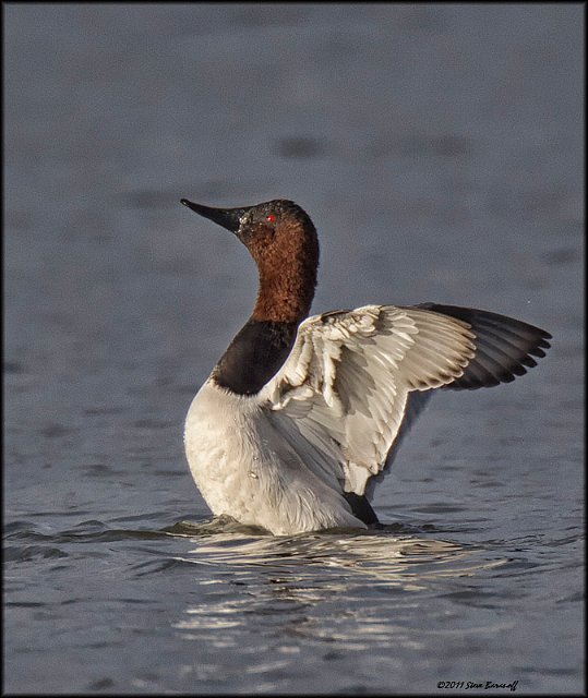 _1SB9244 canvasback drake.jpg